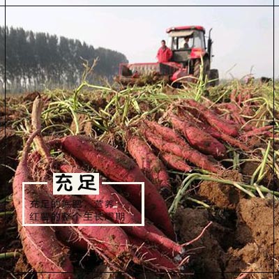 充足的底肥，給紅薯整個生長周期的養分.jpg
